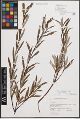 Foto von Salix eleagnos subsp. eleagnos Scop.